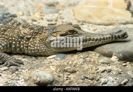 D'eau douce australien crocodile (Crocodylus johnsoni), portrait Banque D'Images