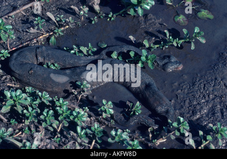 Elephant-tronc serpent (Acrochordus javanicus) Banque D'Images