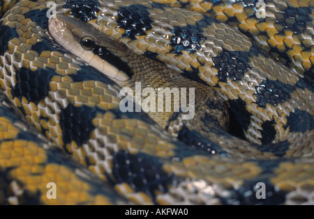 Taiwan (Elaphe taeniura serpent beauté), portrait, latéral Banque D'Images