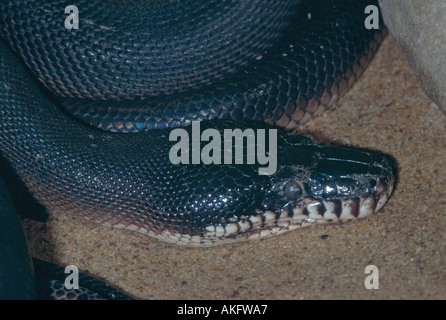 Python (lèvres blanches Liasis albertisi), portrait, latéral Banque D'Images