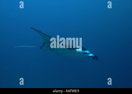 Manta Ray Maldives Banque D'Images