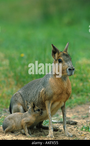 (Dolichotis patagonum cavia de Patagonie), avec de jeunes adultes, assis côte à côte, l'Allemagne, Schleswig-Holstein Banque D'Images