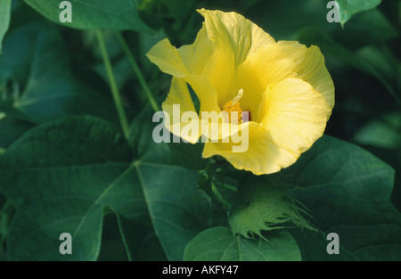 Le coton (Gossypium barbadense), Blossom Banque D'Images