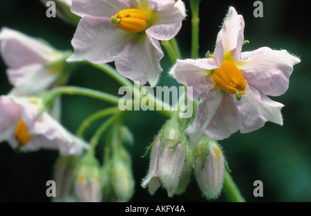 La pomme de terre (Solanum tuberosum), fleurs Banque D'Images