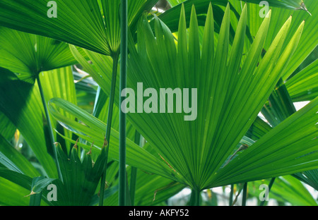 Chapeau Panama toquilla, palm, Palma de sombrero (carludovica palmata), leaf Banque D'Images