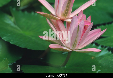 L'Inde, lis d'eau rouge l'étang rouge lily (Nymphæa rubra) Banque D'Images