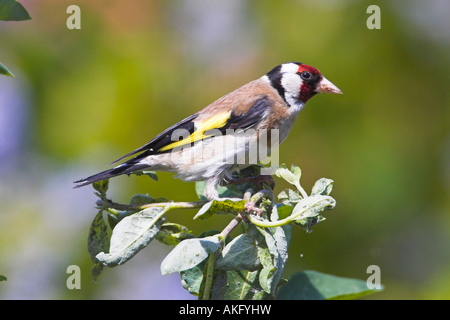 Chardonneret élégant (Carduelis carduelis) Posing Banque D'Images