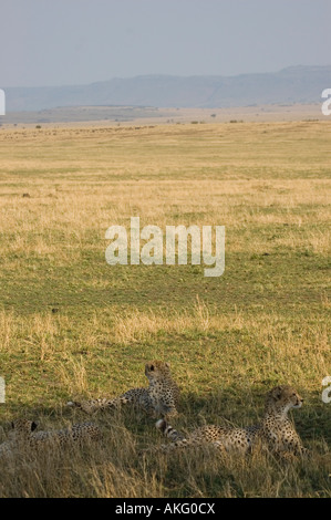 Une famille de guépard se reposant dans l'ombre pendant une chaude journée d'Afrique Banque D'Images