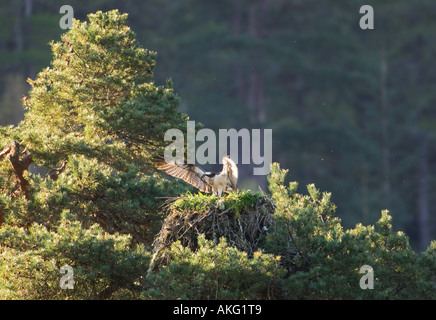 Osprey femelle étend ses ailes au nid Banque D'Images