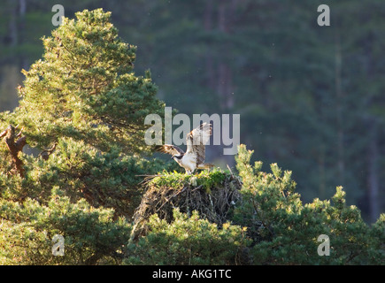 Osprey femelle étend ses ailes au nid Banque D'Images