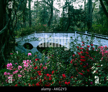 Pont blanc rustique s'étend sur un petit étang sur les motifs au Magnolia Gardens en Caroline du Sud Banque D'Images