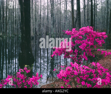 Fleurs éclatantes azalées de créer une magnifique couleur au cours des mois de printemps, en Caroline du Sud Banque D'Images