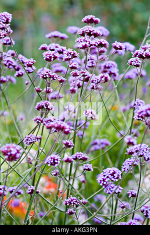 Verveine bonariensis fleur pourpre Banque D'Images