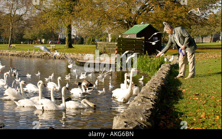 Les cygnes tuberculés et les mouettes à Carlingwark Loch alimenté Castle Douglas Scotland UK Banque D'Images