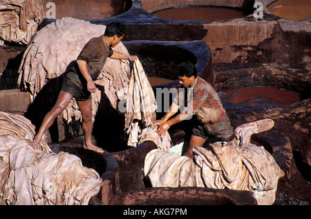 Maroc, Fes, les tanneries Banque D'Images