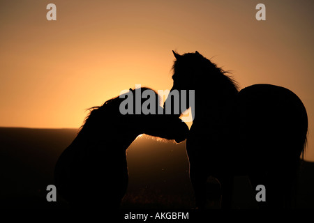 Chevaux Islandais au coucher du soleil, Equus przewalskii f. caballus, Islande-cheval Banque D'Images