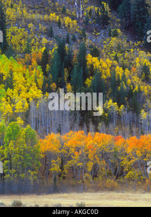 Un bosquet de trembles devient de couleur en automne dans l'est de la Sierra Nevada de Californie Banque D'Images