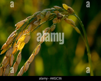 Un gros plan de la maturation des grains de riz dans le Sacramento Velley de Californie Banque D'Images