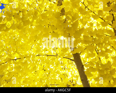 Les feuilles de ginko jaune à l'automne Banque D'Images