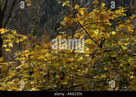 La lumière du soleil qui brillait à travers l'automne les feuilles colorées de field maple Acer campestre Banque D'Images