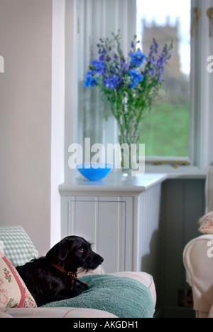 Un petit chien terrier noir sur un canapé DANS LE SALON D'UNE MAISON À COLOMBAGE UK Banque D'Images