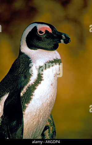 Portrait d'un Jackass (Spheniscus demersus). Banque D'Images