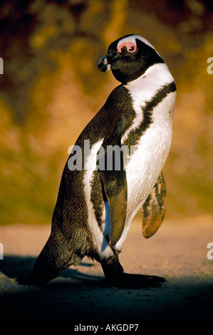 Portrait d'un Jackass (Spheniscus demersus). Banque D'Images