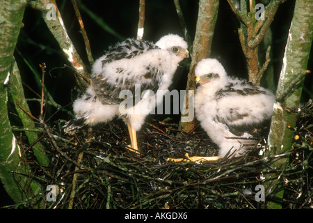 Blanche eurasienne Accipter nisus nid avec deux jeunes poussins, Nord du Lincolnshire, Angleterre Banque D'Images