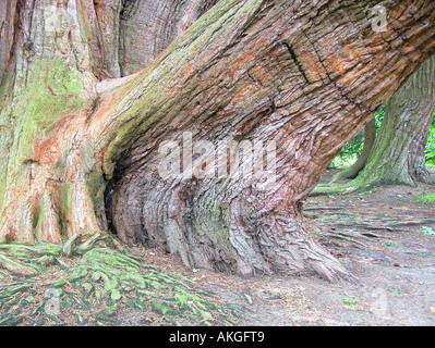 La base du tronc d'un grand arbre Séquoia (Sequoiadendron giganteum) Banque D'Images