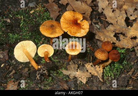 Dapperling châtaignier (castanea) Lepiota, groupe au sol des forêts, de l'Allemagne, en Rhénanie du Nord-Westphalie, Krefeld Banque D'Images