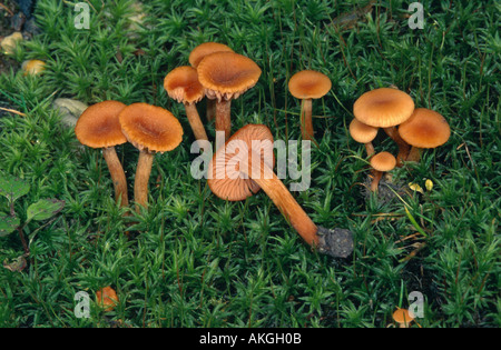 Séducteur (Laccaria laccata), groupe entre moss, Allemagne, Rhénanie du Nord-Westphalie Banque D'Images