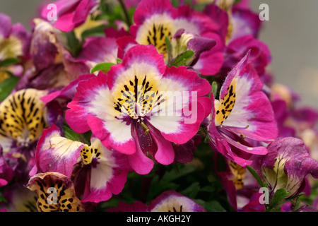 Schizanthus pinnatus 'Hit Parade' Banque D'Images