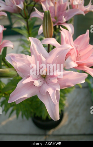 LILIUM ELODIE. LILY Banque D'Images