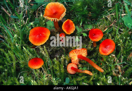 Vermilion (waxcap Hygrocybe miniata), groupe entre moss, Allemagne, Eifel Banque D'Images