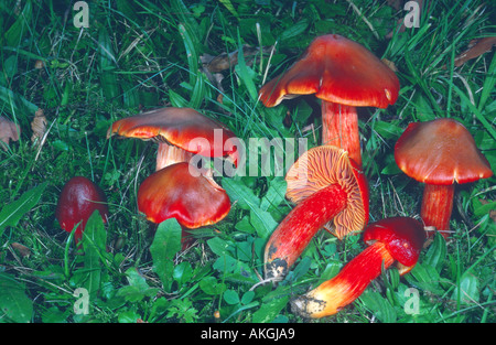 Crimson (waxcap Hygrocybe punicea), groupe sur un pré, l'Allemagne, Hesse, Cassel Banque D'Images