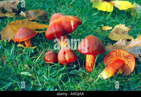 Crimson (waxcap Hygrocybe punicea), groupe sur un pré, l'Allemagne, Hesse, Cassel Banque D'Images