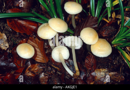 Le lilas bonnet (Mycena pura f. lutea), Groupe sur la masse de la forêt, de l'Allemagne, Eifel, Geeste Banque D'Images