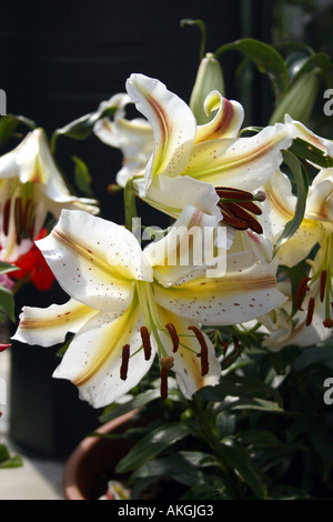 LILIUM garden party. LILY Banque D'Images