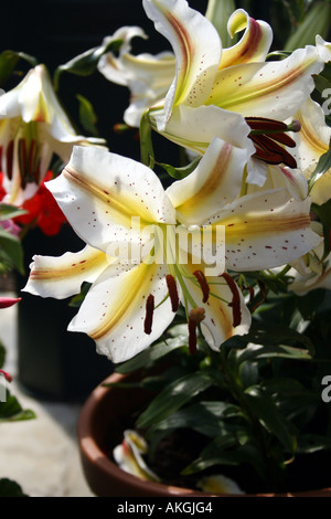LILIUM garden party. LILY Banque D'Images
