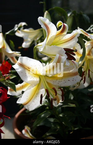 LILIUM garden party. LILY Banque D'Images