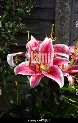 LILIUM STAR GAZER. LILY Banque D'Images