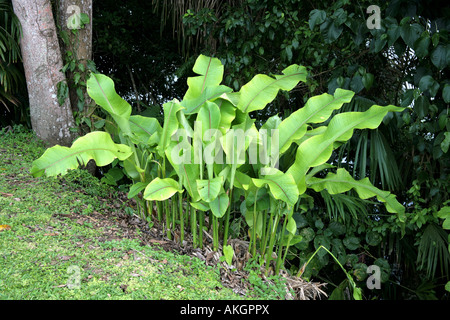 Petits plants de banane plantain dans une forêt tropicale Banque D'Images