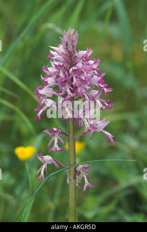 Orchidées Orchis militaris militaire croissant dans la Rex Graham Réserver Suffolk Wildlife Trust Banque D'Images