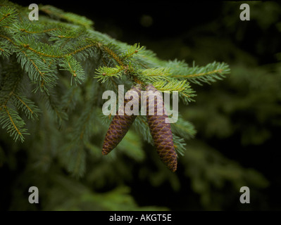 Les cônes de l'épinette de Norvège Picea abies et de feuilles Banque D'Images