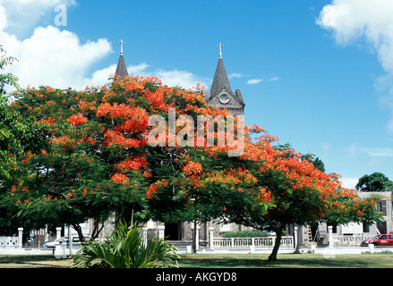 Arbre flamboyant avec ses superbes fleurs rouge St Kitts Caribbean Banque D'Images