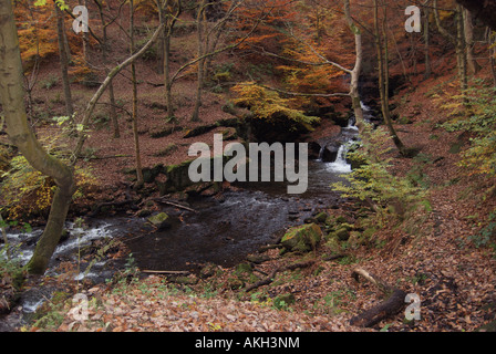 Une petite chute dans une gorge forestiers dans le nord-ouest de l'Angleterre Banque D'Images