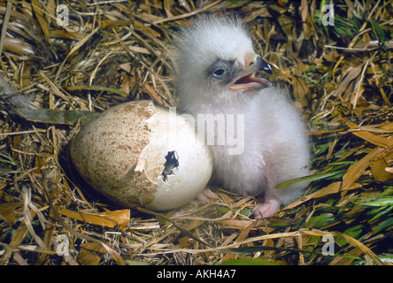 Aigle royal Aquila chrysaetos Chick l'éclosion. GBI 2015-71 Banque D'Images