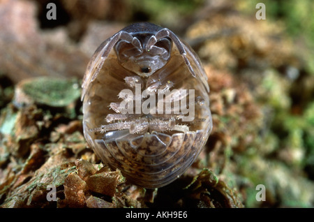 Comprimé, cloporte Armadillidium vulgare. En enroulé. Banque D'Images