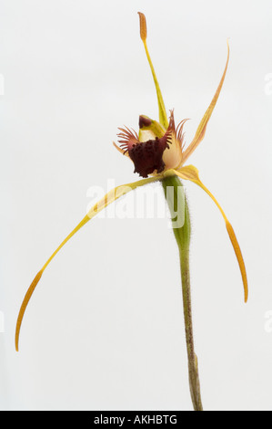 Spider King (Orchidée Caladenia spp.) fleur, fond blanc, Mont Barker, dans l'ouest de l'Australie, octobre Banque D'Images