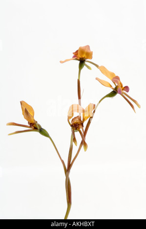 Diuris longifolia âne (Orchidée) fleurs, fond blanc, Mont Barker, dans l'ouest de l'Australie, octobre Banque D'Images